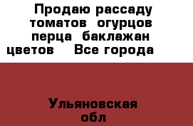 Продаю рассаду томатов, огурцов, перца, баклажан, цветов  - Все города  »    . Ульяновская обл.